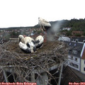 19_50-nest.jpg