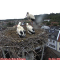 19_55-nest.jpg