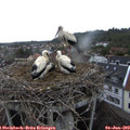 20_00-nest.jpg