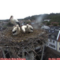 20_05-nest.jpg