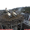 20_10-nest.jpg