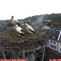 20_15-nest.jpg