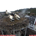 20_20-nest.jpg