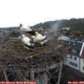 20_30-nest.jpg
