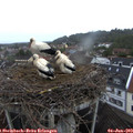 20_35-nest.jpg