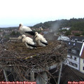 20_40-nest.jpg