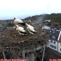 20_45-nest.jpg