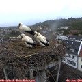 20_50-nest.jpg