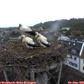 20_55-nest.jpg