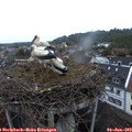 21_05-nest.jpg