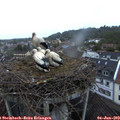 21_10-nest.jpg