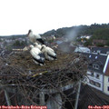 21_15-nest.jpg