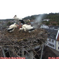 05_25-nest.jpg