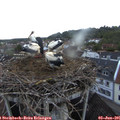 05_30-nest.jpg