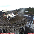 05_35-nest.jpg
