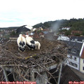 05_40-nest.jpg