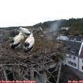 05_45-nest.jpg