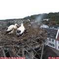 05_50-nest.jpg