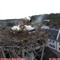 05_55-nest.jpg