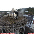 06_00-nest.jpg
