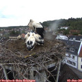 06_05-nest.jpg
