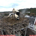 06_10-nest.jpg