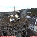 06_15-nest.jpg