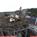 06_20-nest.jpg