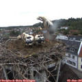 06_25-nest.jpg