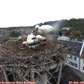 06_30-nest.jpg