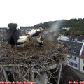 06_35-nest.jpg