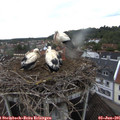 06_40-nest.jpg