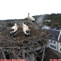 06_45-nest.jpg