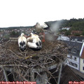 06_50-nest.jpg