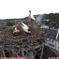 06_55-nest.jpg