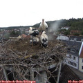 07_00-nest.jpg