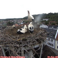 07_05-nest.jpg