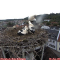 07_10-nest.jpg