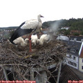 07_15-nest.jpg