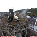 07_20-nest.jpg