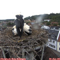 07_25-nest.jpg
