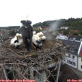 07_30-nest.jpg