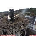 07_35-nest.jpg
