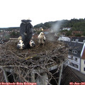 07_40-nest.jpg