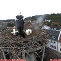 07_45-nest.jpg