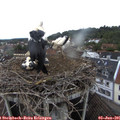 07_50-nest.jpg
