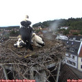 07_55-nest.jpg