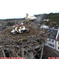 08_00-nest.jpg
