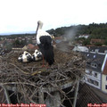 08_05-nest.jpg