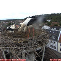 08_10-nest.jpg